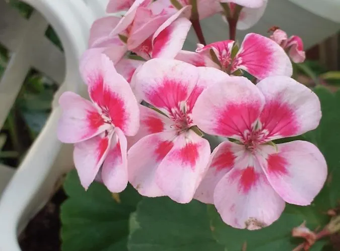 Alle Piscine Bed and Breakfast